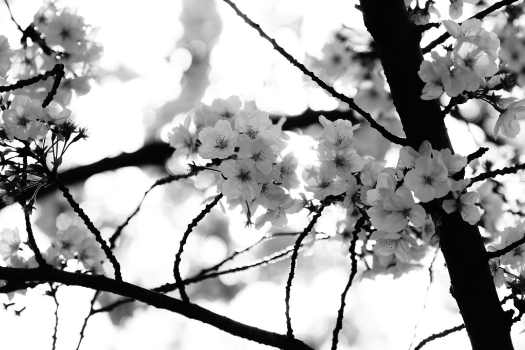 「桜色を撮る＠新宿の公園編」