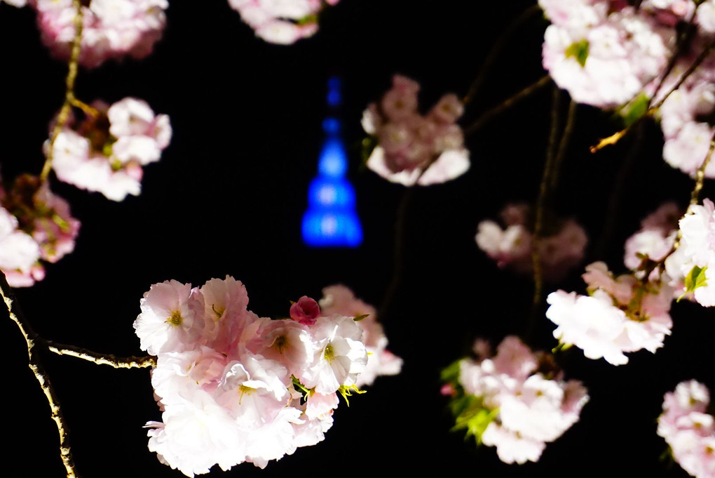 「桜色を撮る＠新宿御苑ライトアップ」