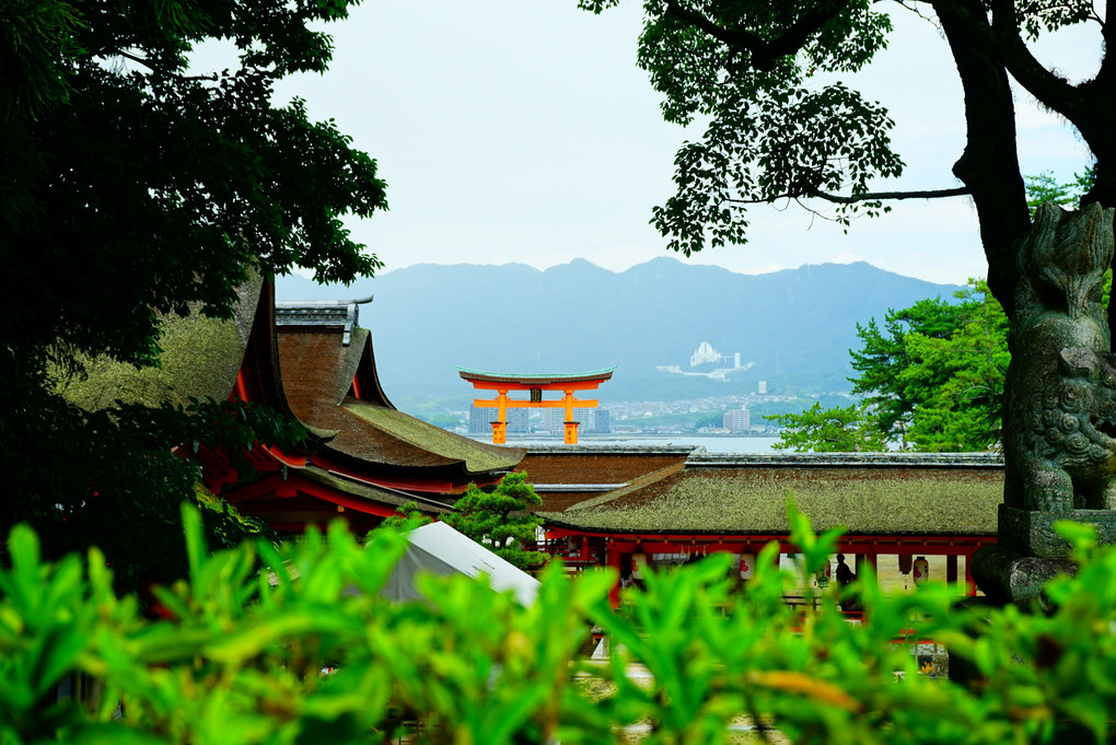 隙間から見える厳島神社の鳥居