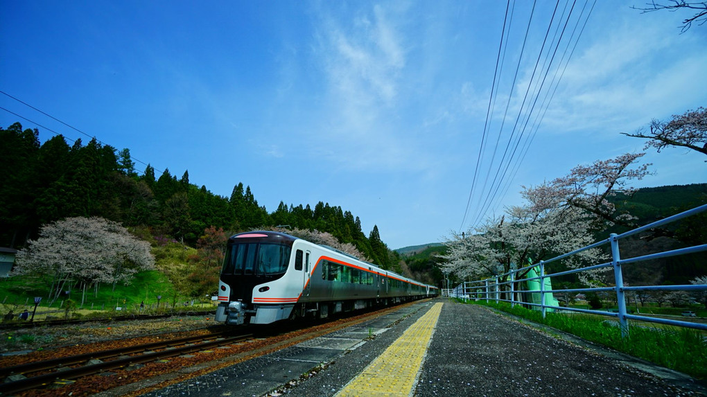 桜舞うホームを通過していく特急列車