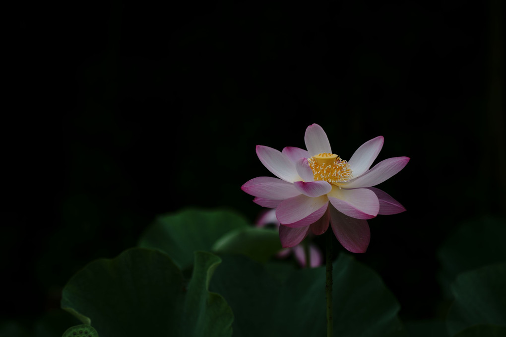 Mysterious　Lotus