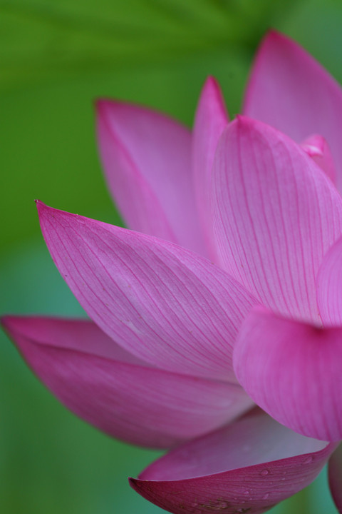 Mysterious　Lotus
