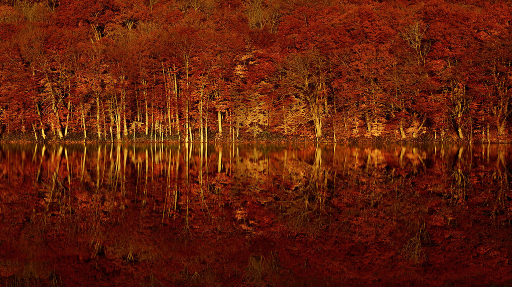 明けゆく蔦沼 ー 紅に燃ゆる水面