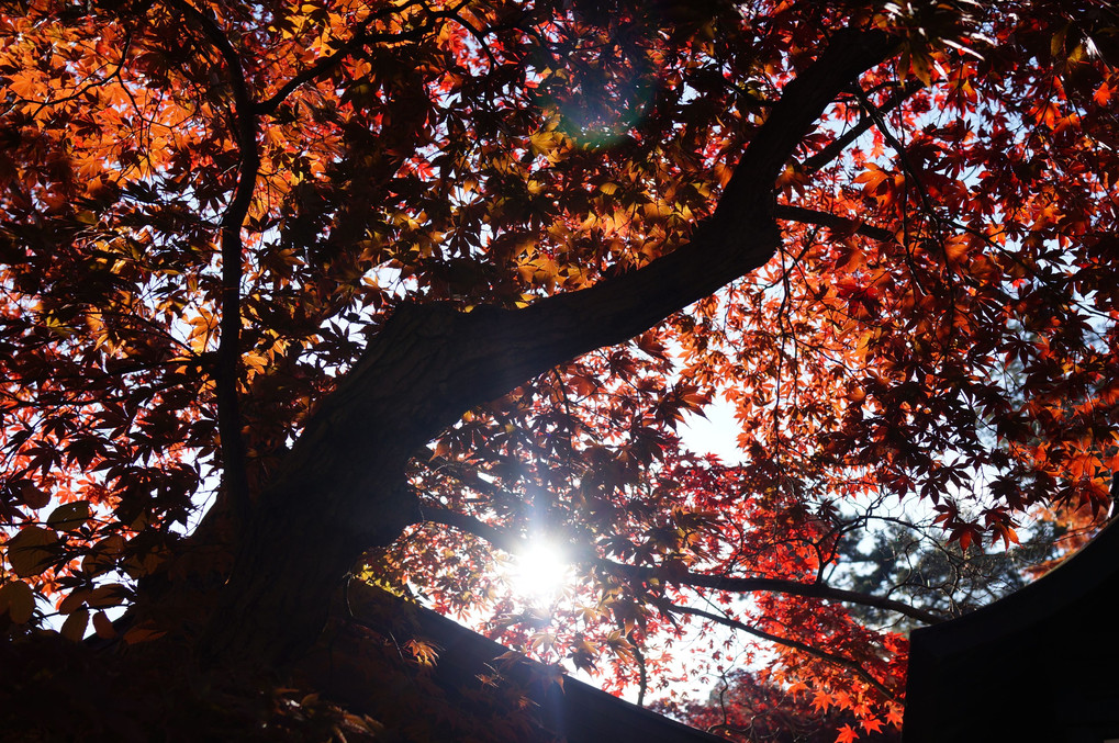 高幡不動尊の紅葉