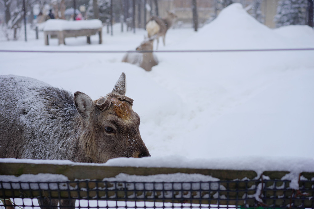 冬の札幌円山動物園