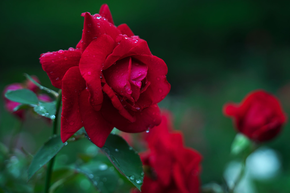 梅雨と薔薇