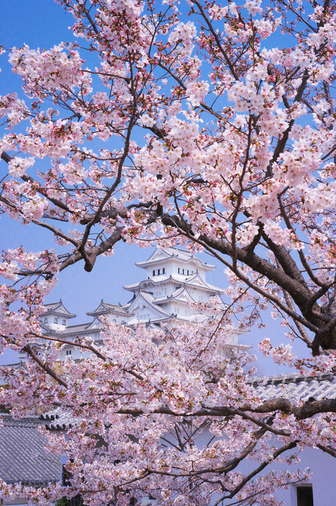 春爛漫の姫路城
