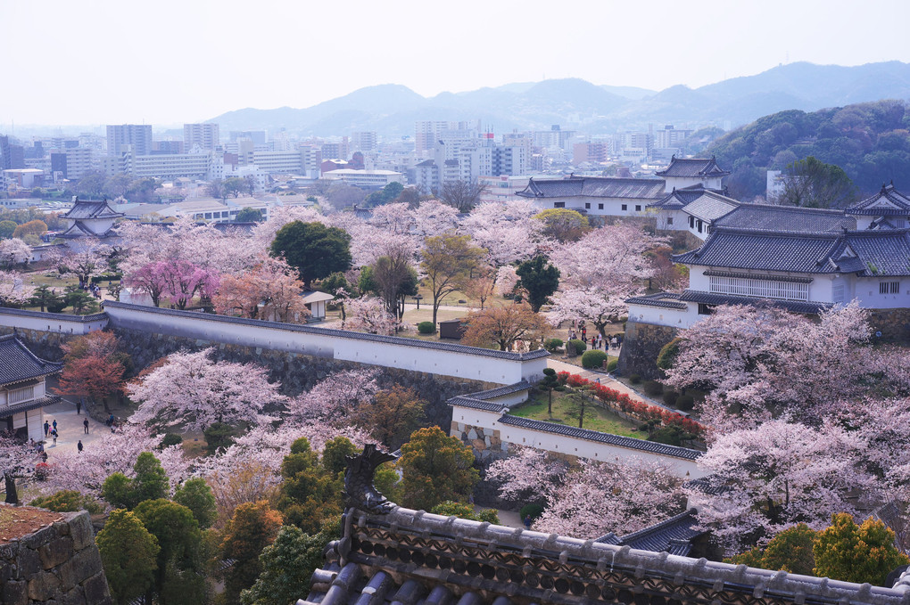 春爛漫の姫路城