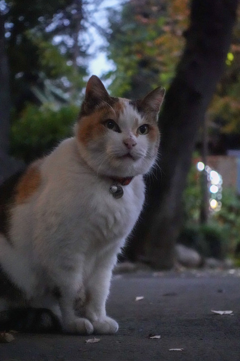 愛宕神社の猫