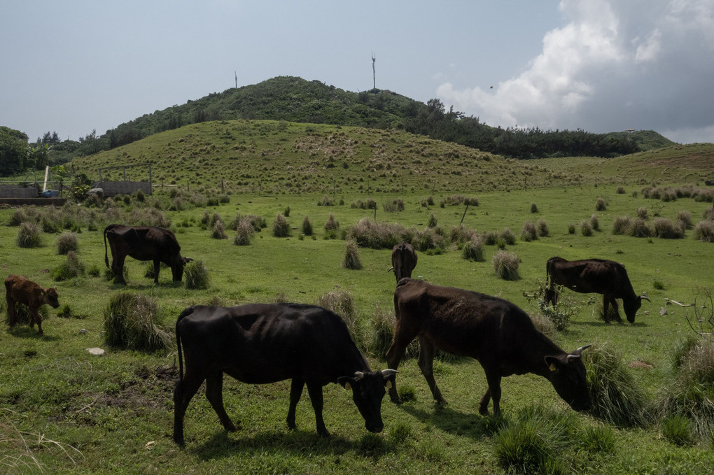 大岳展望台と放牧牛＠小浜島