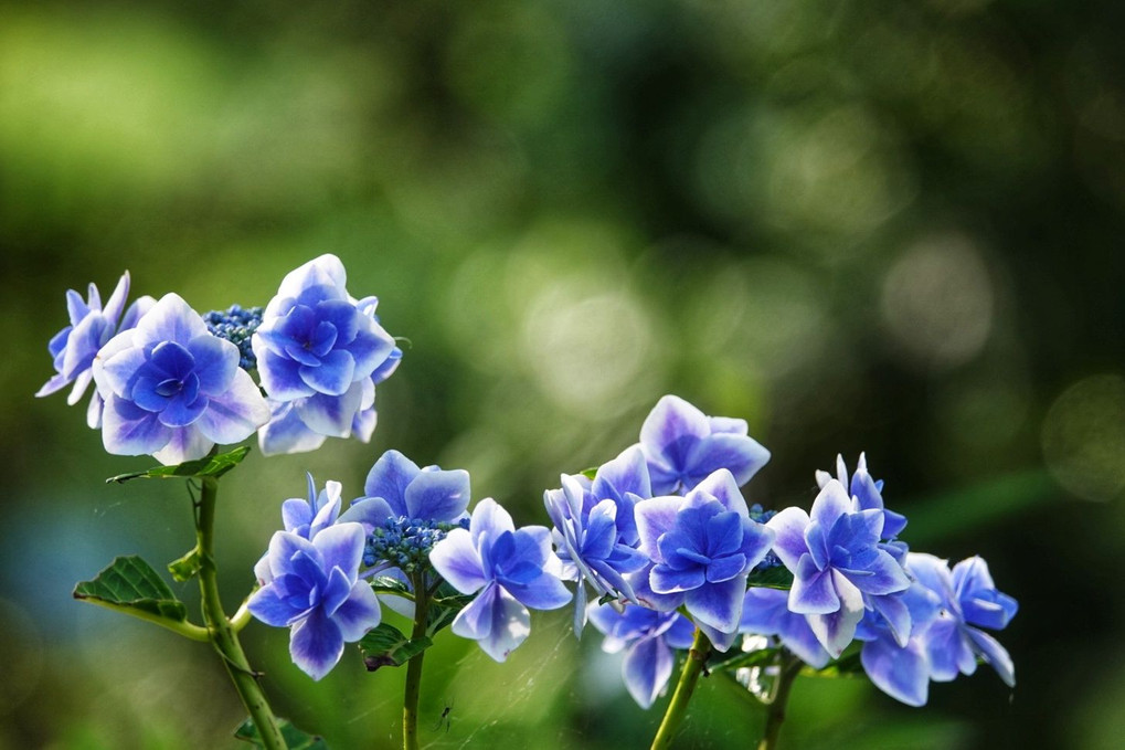 彩色色々紫陽花5