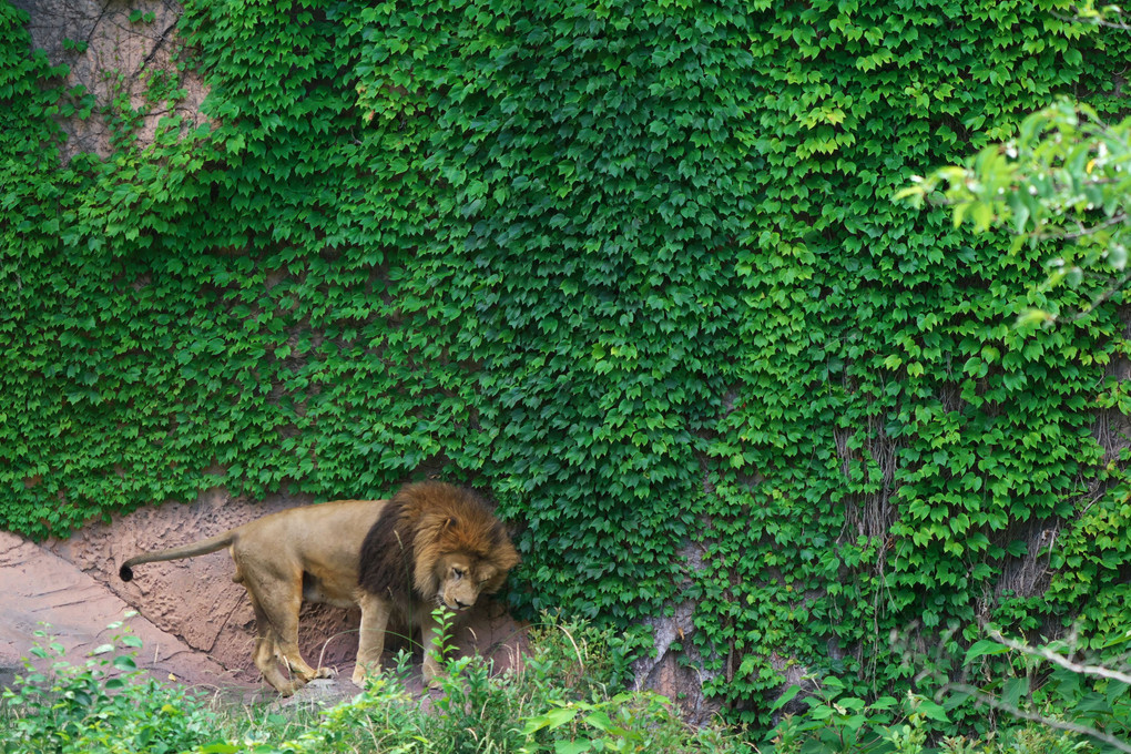 東山動物園　ライオン