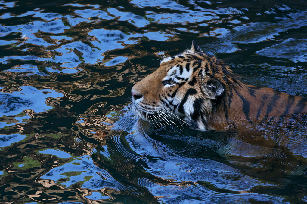 浜松市動物園　泳ぐトラ