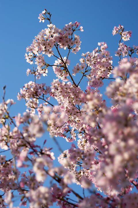 青空の下の桜