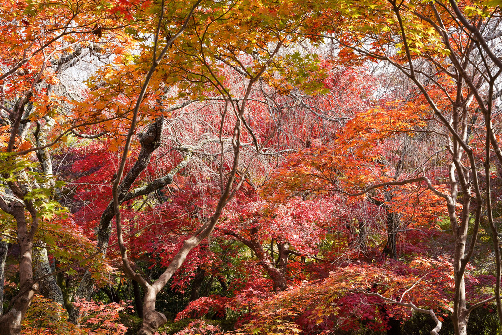 秋色に染まる「花の寺」