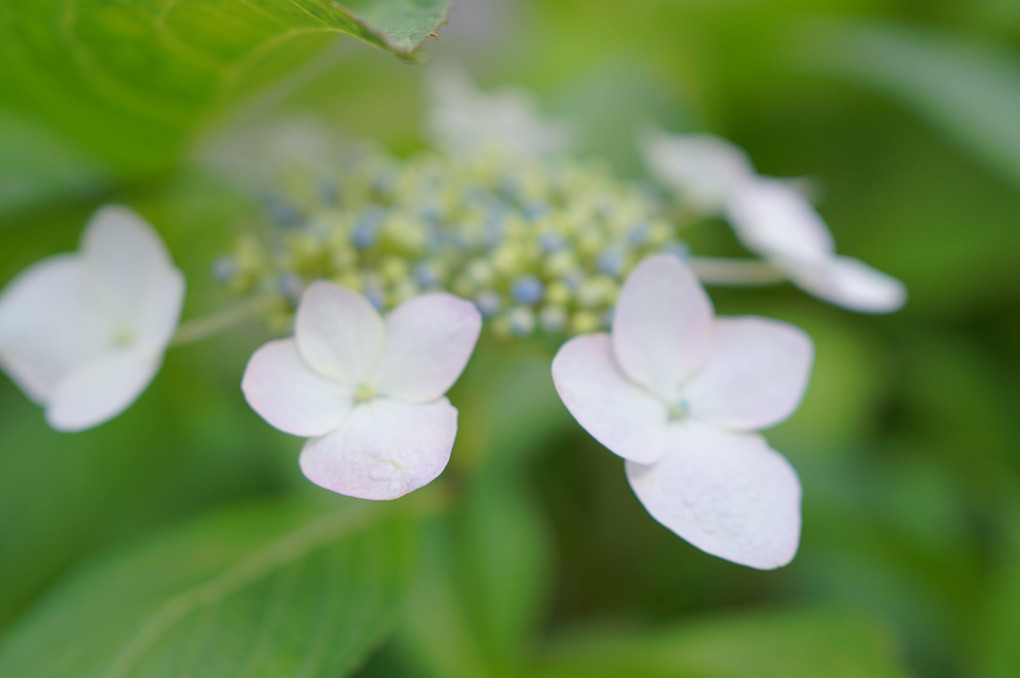 紫陽花〜咲き始め〜