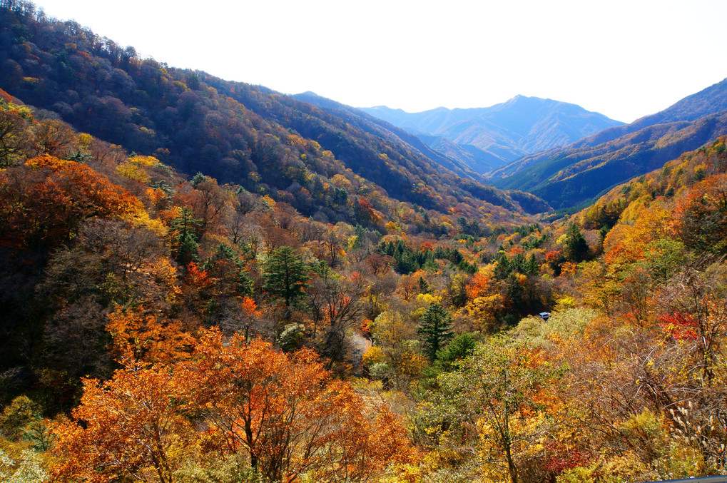 過ぎ去りし秋