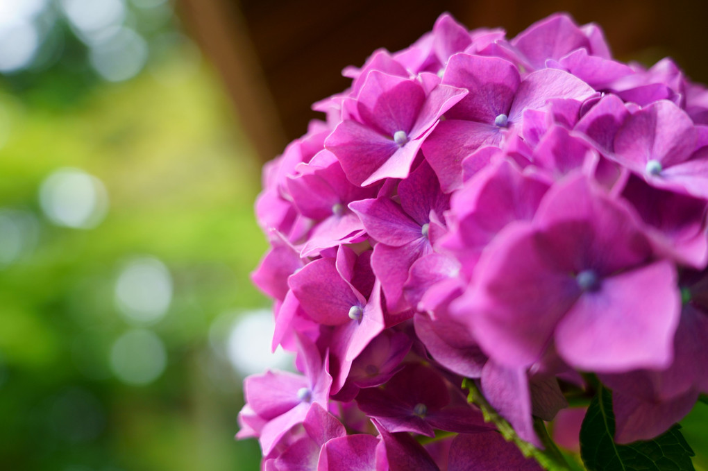 常隆寺の紫陽花