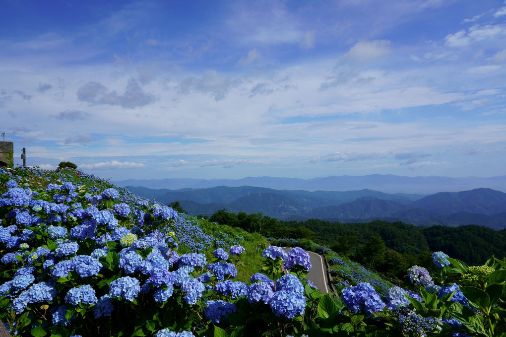 地上1000ｍの紫陽花