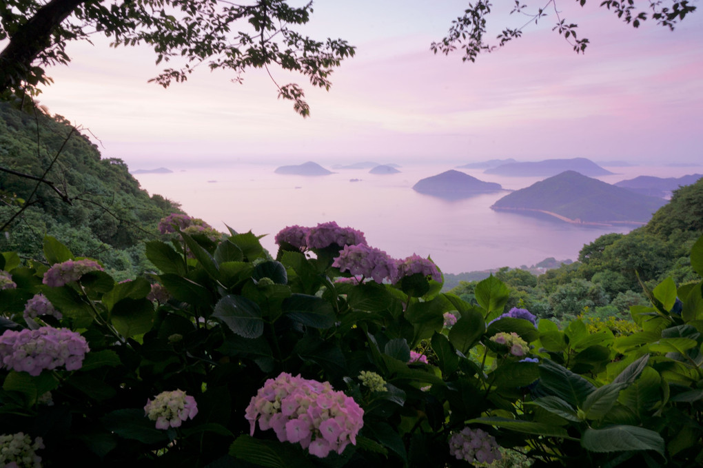 紫雲出山に咲く