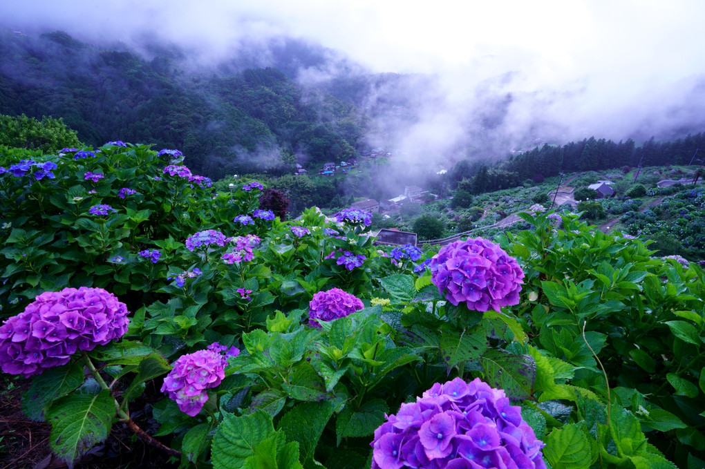 朝霧の紫陽花