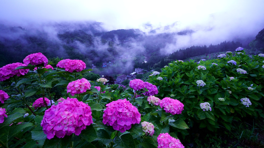 朝霧の紫陽花