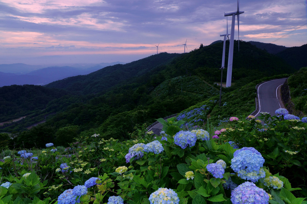 雲海を見つめる紫陽花