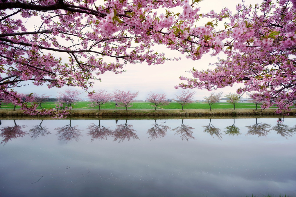 桜色の旅