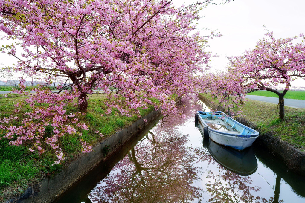 桜色の旅