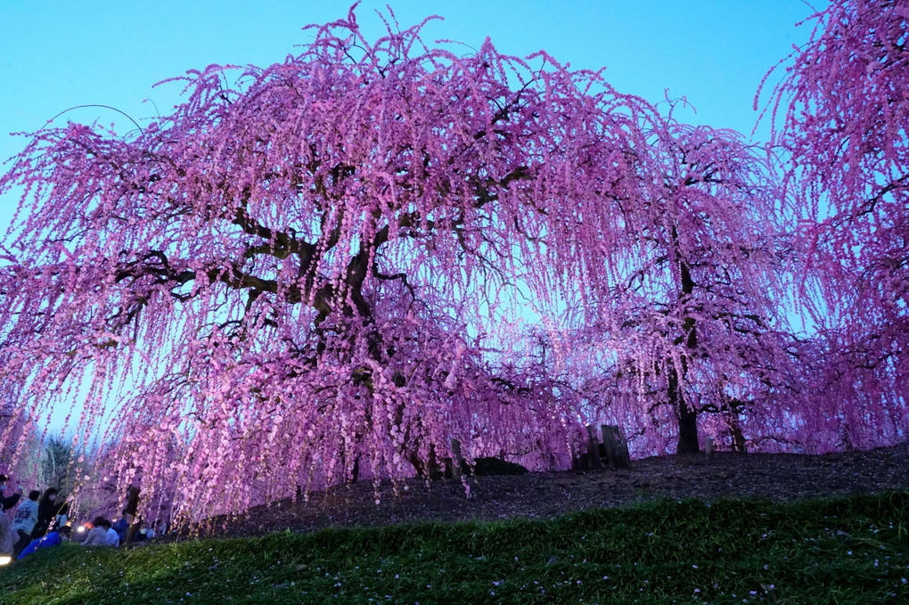 鈴鹿の森庭園