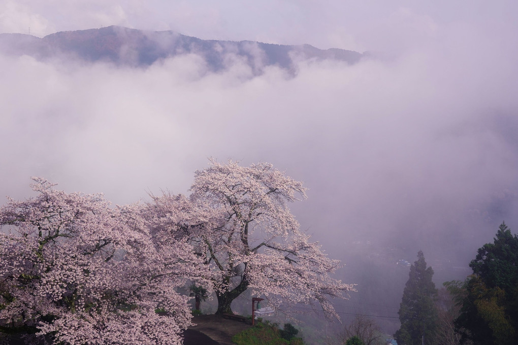 雲上の桜