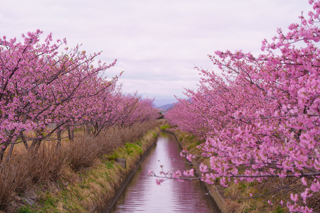 強風に咲く河津桜