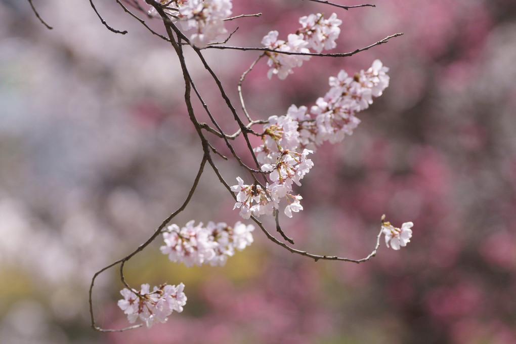 ここで３月の満開はお初