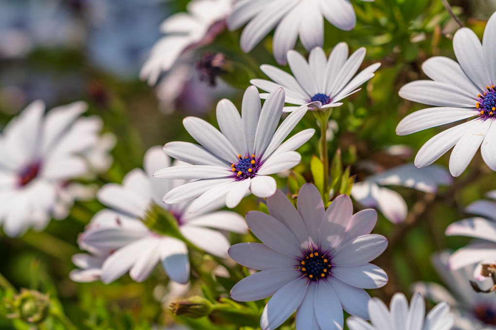 春の花