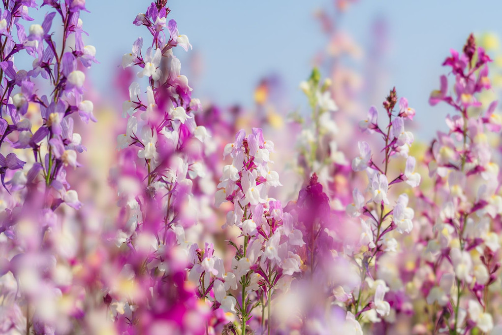 春の花