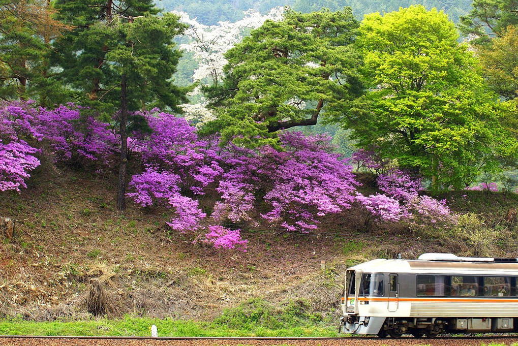 【掘り鉄】ワイドビューひだの四季２　「春」 水無神社の御旅所で ツツジと桜の共演が　