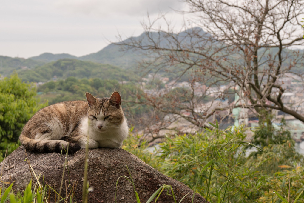 千光寺公園の猫