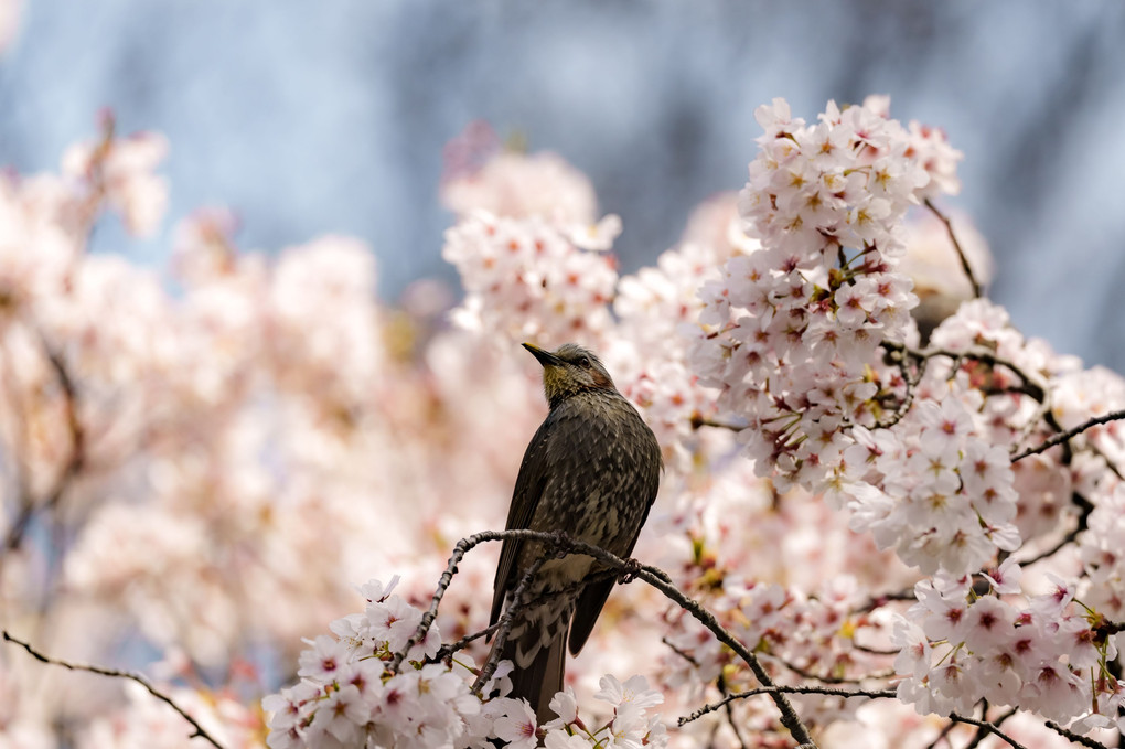 桜日和