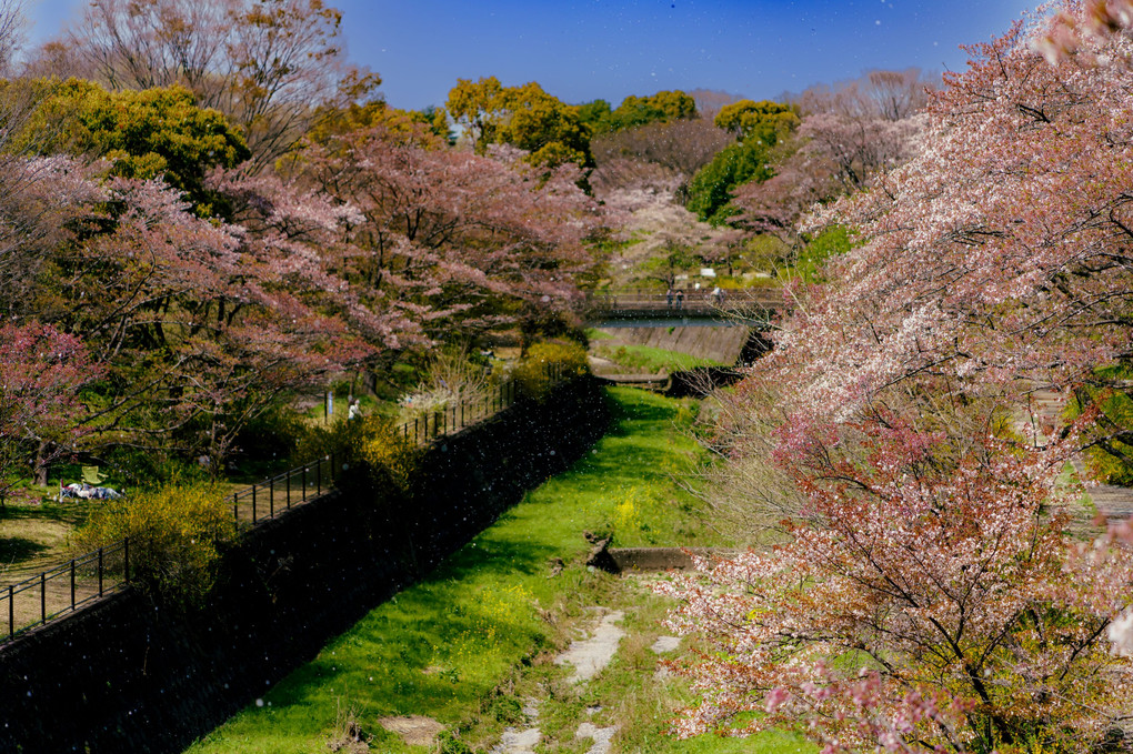 桜吹雪とチューリップ＠昭和記念公園