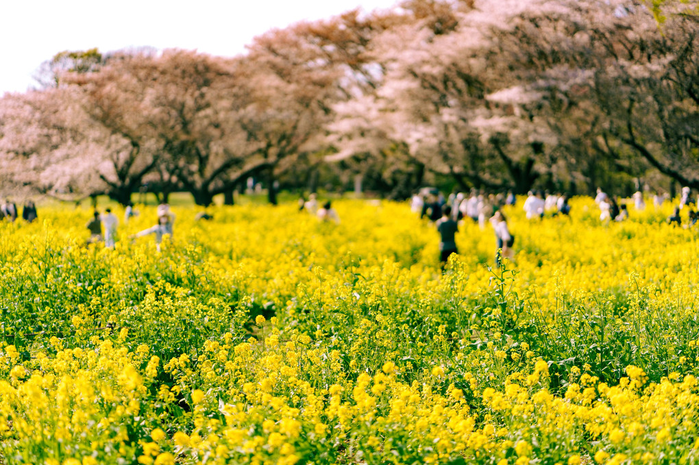 桜吹雪とチューリップ＠昭和記念公園