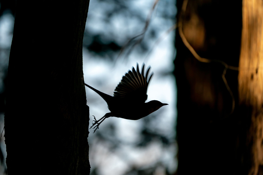 木陰に鳥影