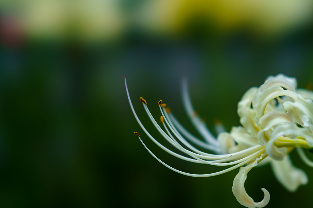 曼珠沙華