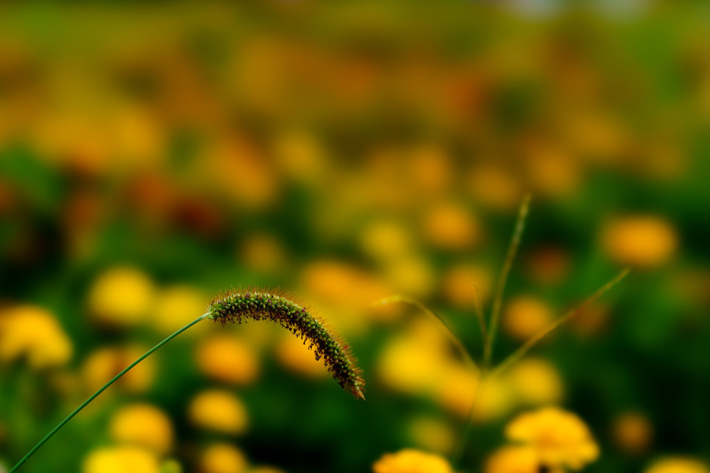 秋のお花達