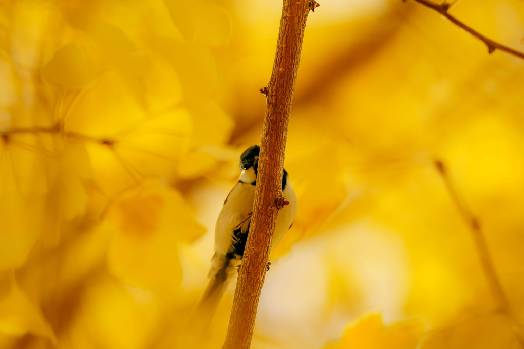 yellow maple