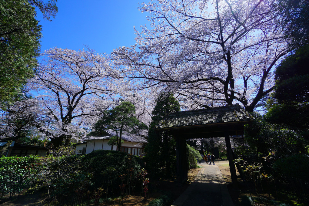 お花見シーズン