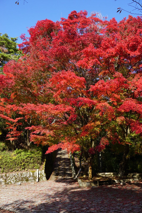 吉野山路の紅葉