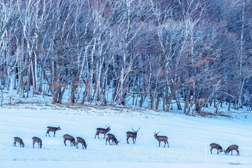 雪原の鹿の群れ