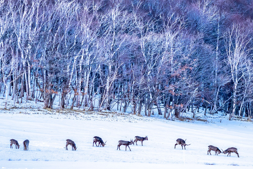 雪原の鹿の群れ