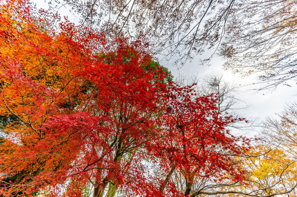 福生の紅葉