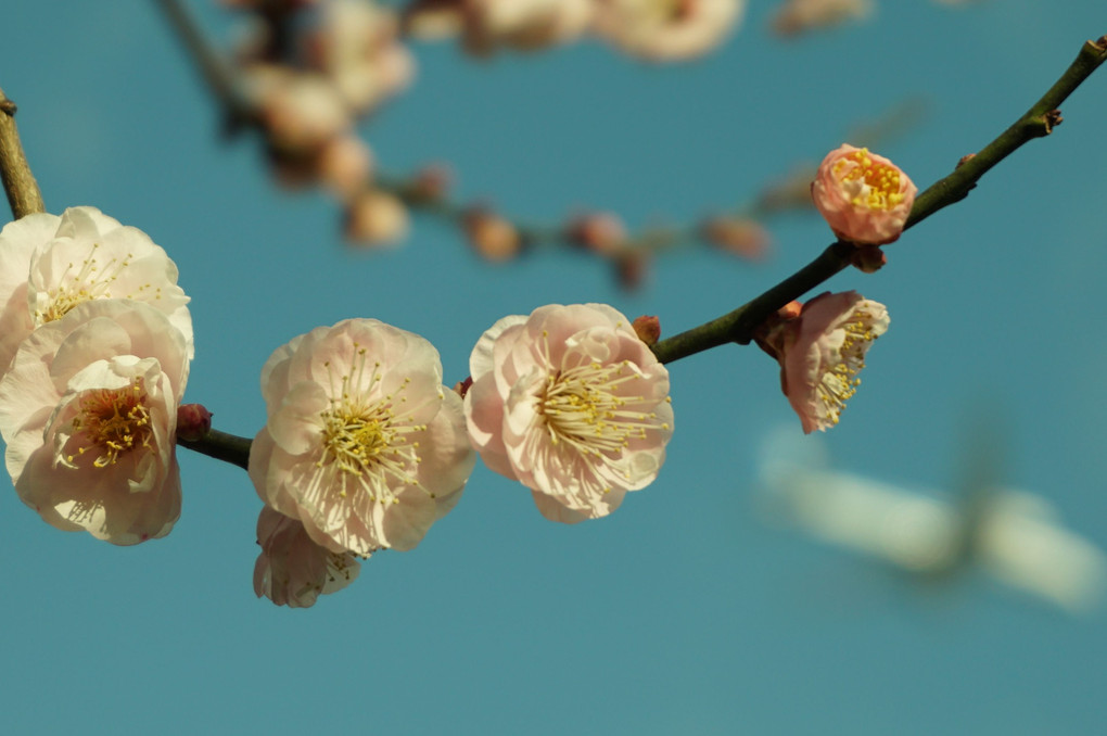 梅の季節です